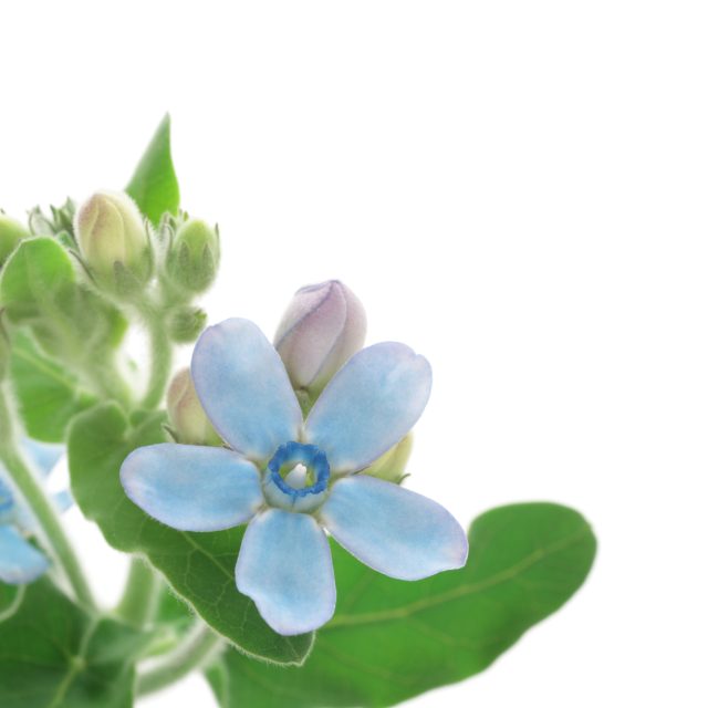 E382AAE382ADE382B7E38398E3829AE382BFE383A9E383A0_1-640x640